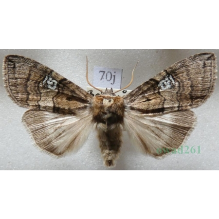 Tethea ocularis (Linnaeus, 1767) Falica oczenica Czech70j
